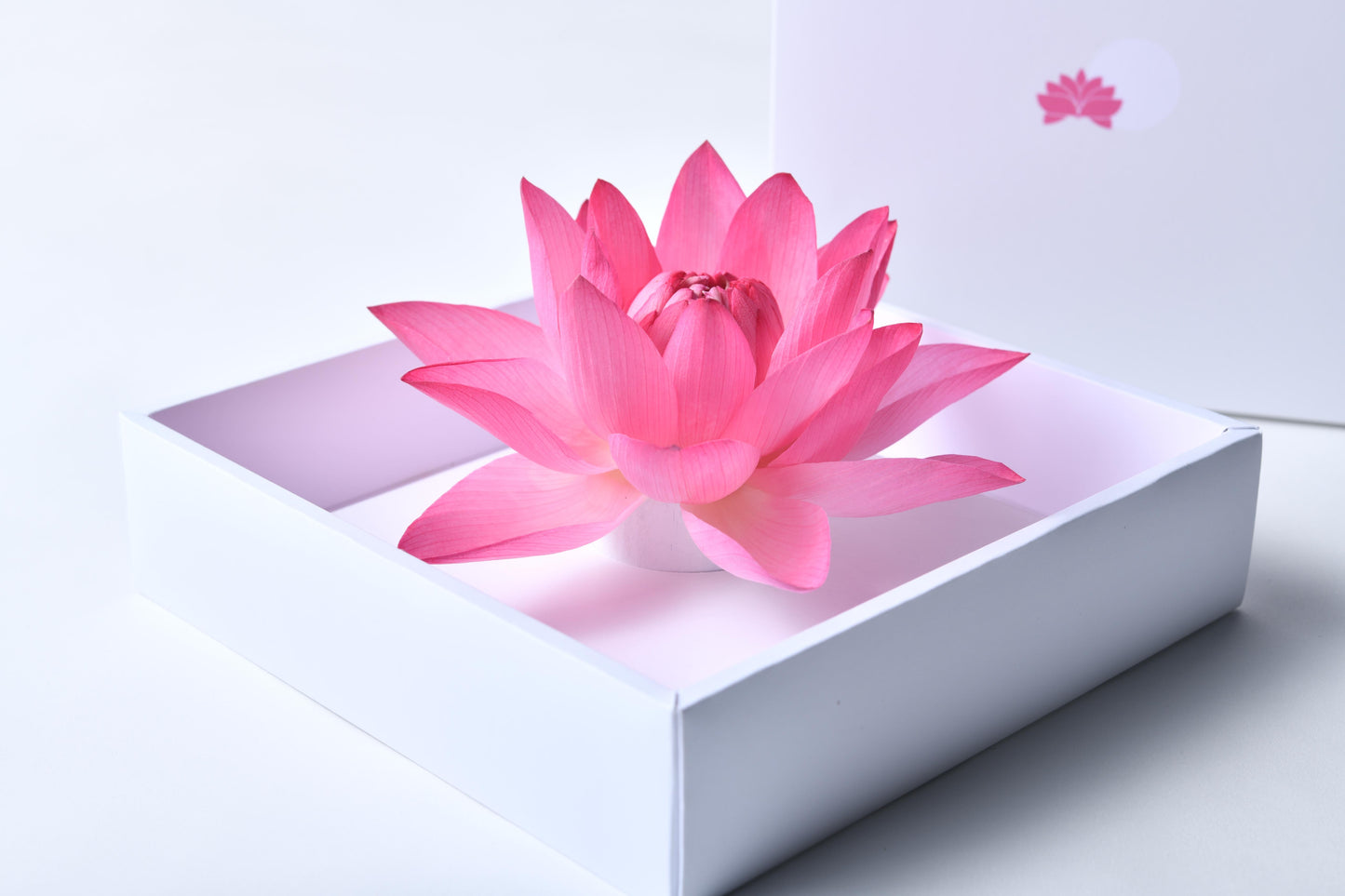 Lotus