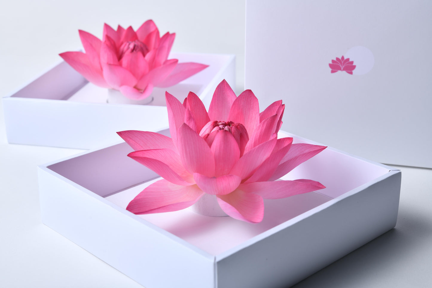 Lotus