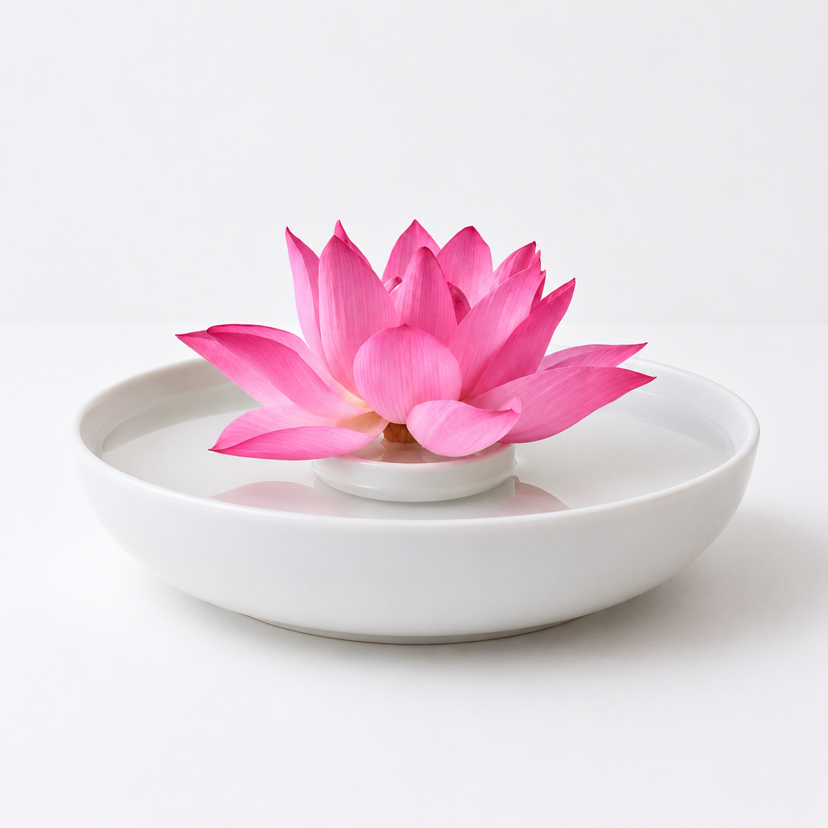 Lotus with Floater
