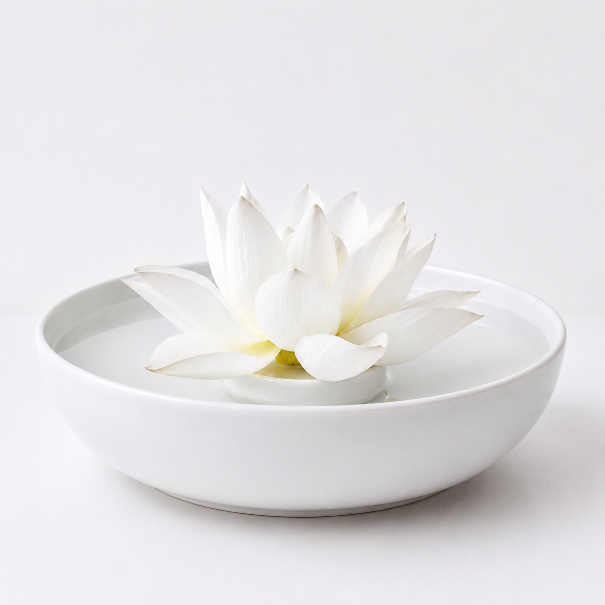 Lotus