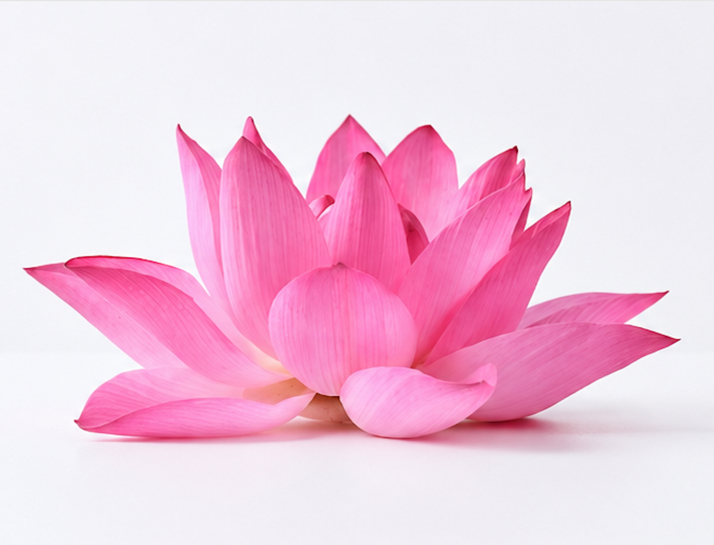 Lotus