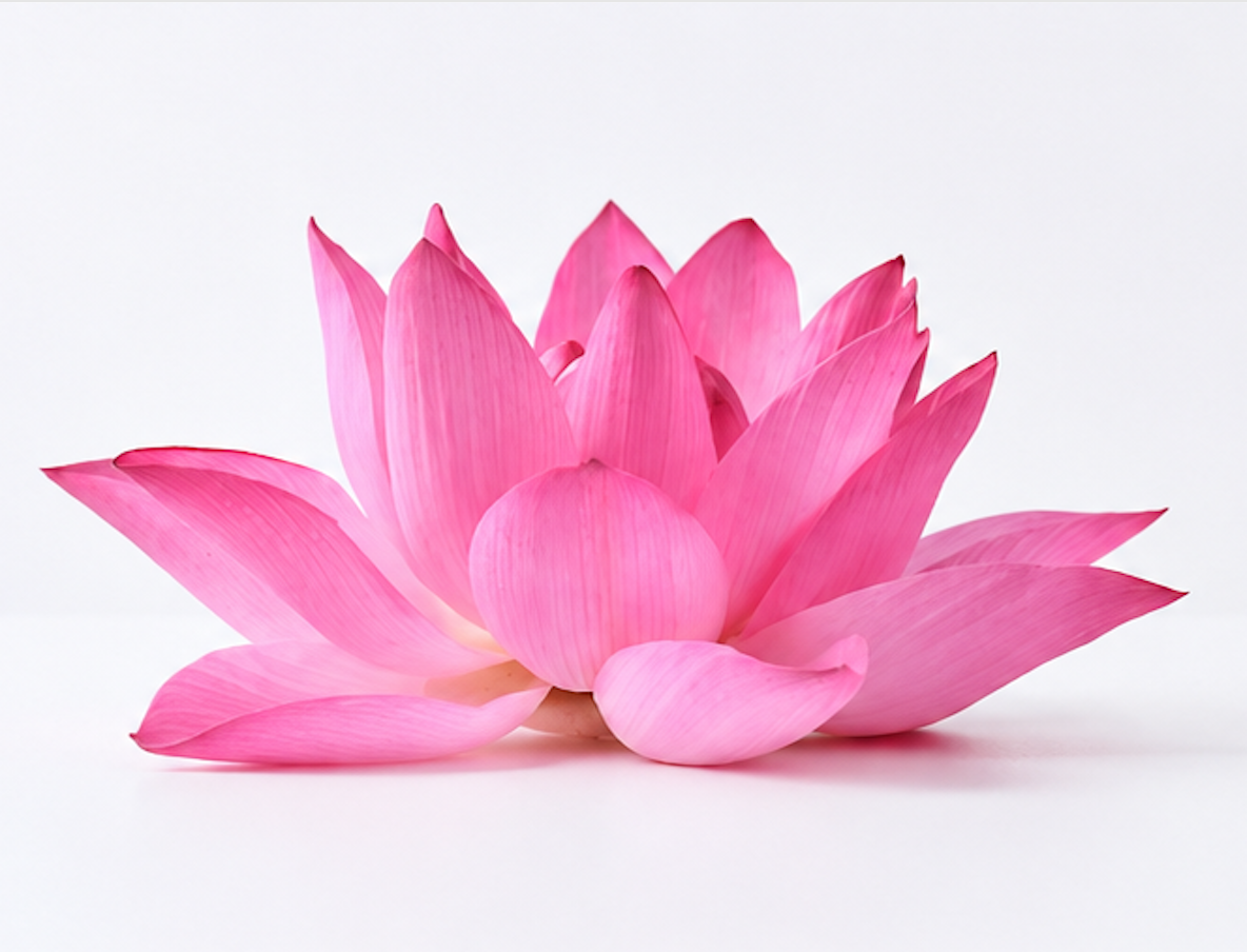 Lotus