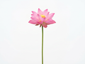 pink-none