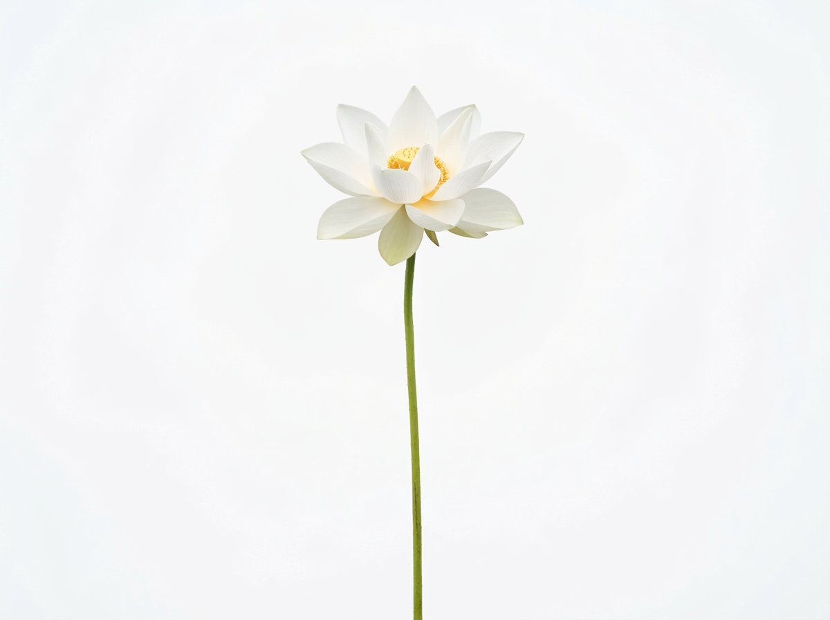 Lotus with Stem